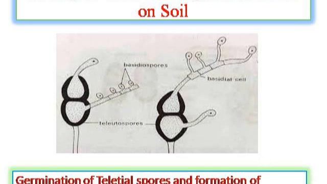 life cycle of puccinia смотреть онлайн