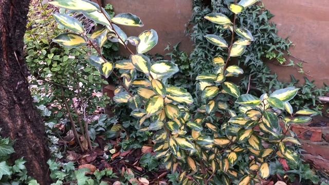 ДО ЗИМЫ ОДИН ДЕНЬ. САД УТОПАЕТ В ЗЕЛЕНИ. смотреть онлайн