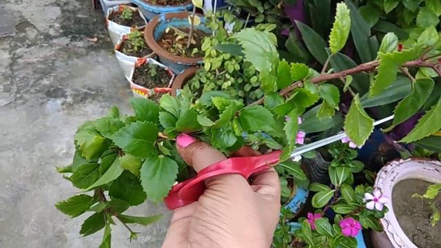 HOW TO GROW HIBISCUS /CHINA ROSE /GUDHAL FROM CUTTING смотреть онлайн