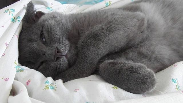 ВЕРА Спокойной ночи от котика