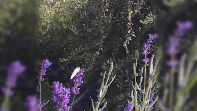 Энергетическое погружение