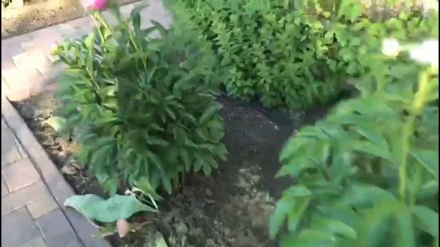 Вспоминая 2021: цветут пионы и маки смотреть онлайн