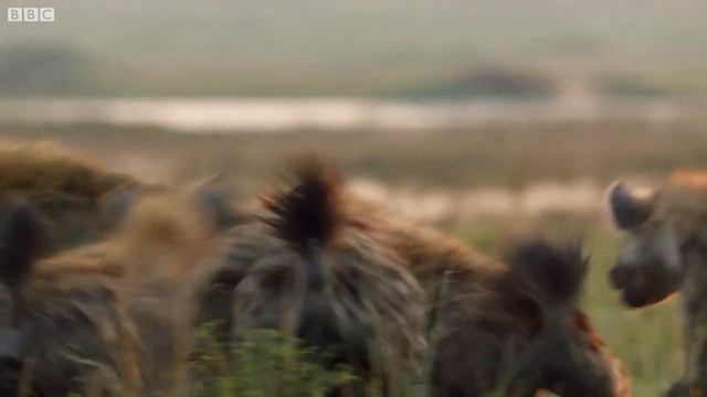 лев против гиен смотреть онлайн