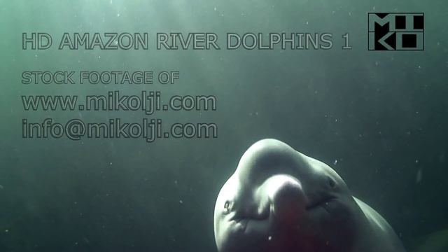 FRESHWATER DOLPHIN! RARE FOOTAGE! смотреть онлайн