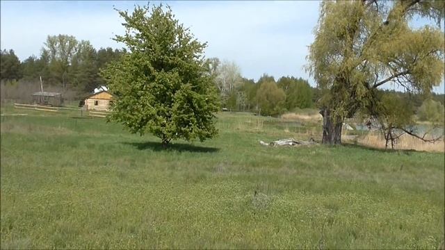 маленькие лесные обитатели смотреть онлайн