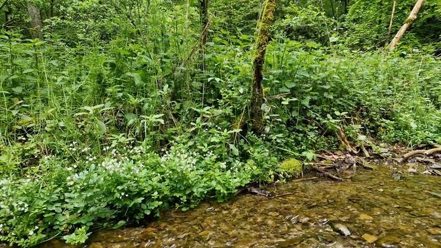 Звук лесного ручья, чтобы отдохнуть и расслабиться. Быстро заснуть под звук ручья. Релакс.