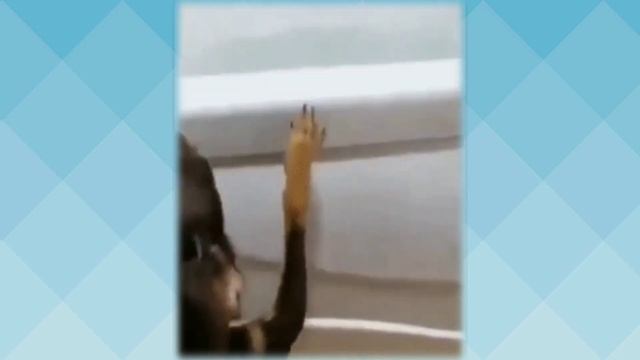 Надень улыбку???Музыкальный позитив смотреть онлайн