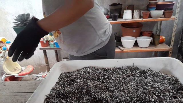 Cuidados + transplante de la Echeveria Caly Argentea 🤍 смотреть онлайн