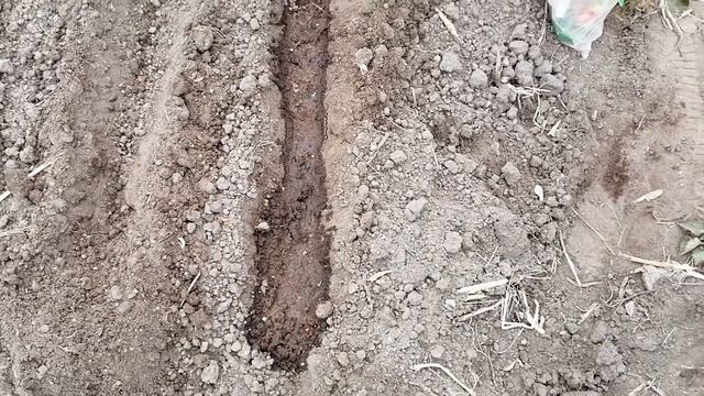 ПОСЕВ РЕДИСА В ОТКРЫТЫЙ ГРУНТ В АПРЕЛЕ. смотреть онлайн