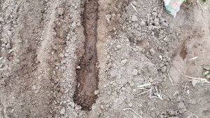 ПОСЕВ РЕДИСА В ОТКРЫТЫЙ ГРУНТ В АПРЕЛЕ.