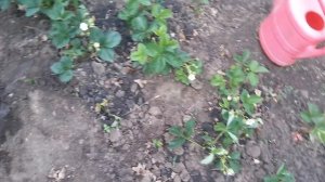 Почему вянут кусты клубники. Спасение клубники.