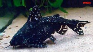 Сомик Агамикс Звёздчатый Содержание в аквариуме размножение и совместимость Агамиксиса