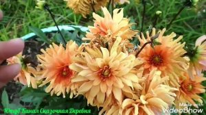 Георгина Геллери Пабло / Dahlia Gallery Pablo