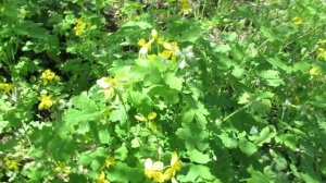 Применение чистотела как инсектицида и удобрения в саду и огороде  #чистотел