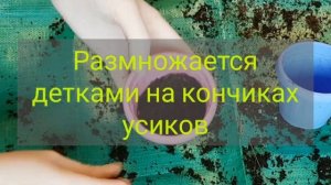 Saxifraga|Саксіфрага|Каменеломка с розовой вариегатностью?|Обзор|Уход