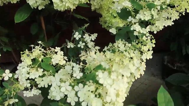 ГОРТЕНЗИИ В ПРОДАЖЕ--2022 год-август смотреть онлайн