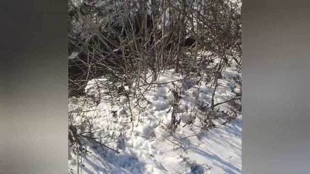 Волгоград. Нет предела человеческой ЖЕСТОКОСТИ. Готов подарить малышу дом, любовь и заботу - пиши! смотреть онлайн