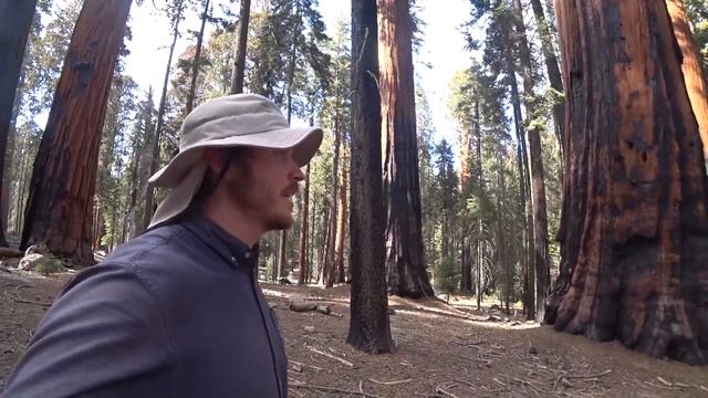 Деревья-гиганты в парке Секвойя и дорога в Долину Смерти | Путешествие по США | #24 смотреть онлайн