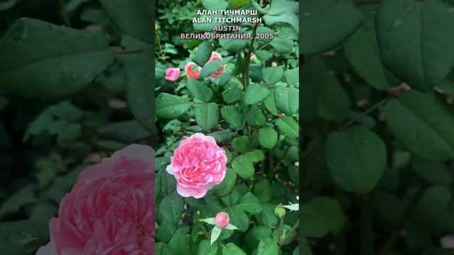 Роза Алан Тичмарш в моем саду 3.08.21. Alan Titchmarsh Rose In My Garden. Austin, UK, 2005, #Shorts
