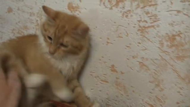 Вот почему нельзя держать в квартире диких животных:) смотреть онлайн