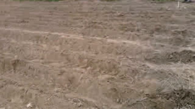 Второй оборот картофеля 2017 сорт Санте смотреть онлайн