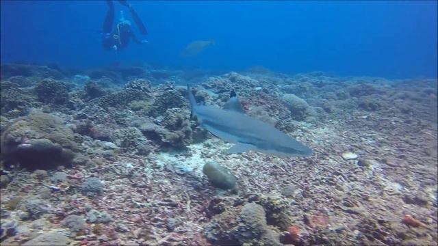 Blacktip reef shark - Gili - Lombok смотреть онлайн