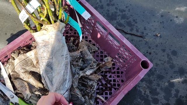 РОЗЫ ОТ ЛЮДМИЛЫ БАРАНОВОЙ, ИХ СОСТОЯНИЕ. 25.04.2023г. смотреть онлайн