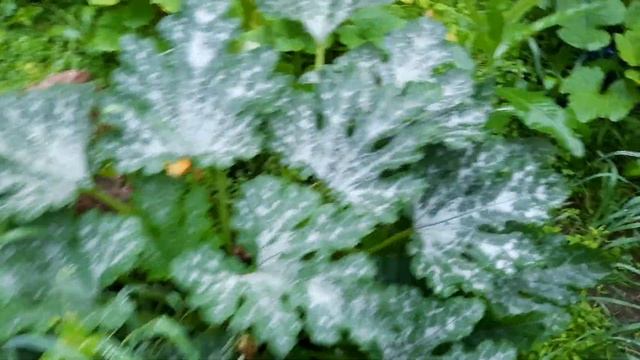 Томаты трещат от дождей. Срочно собираю их. смотреть онлайн