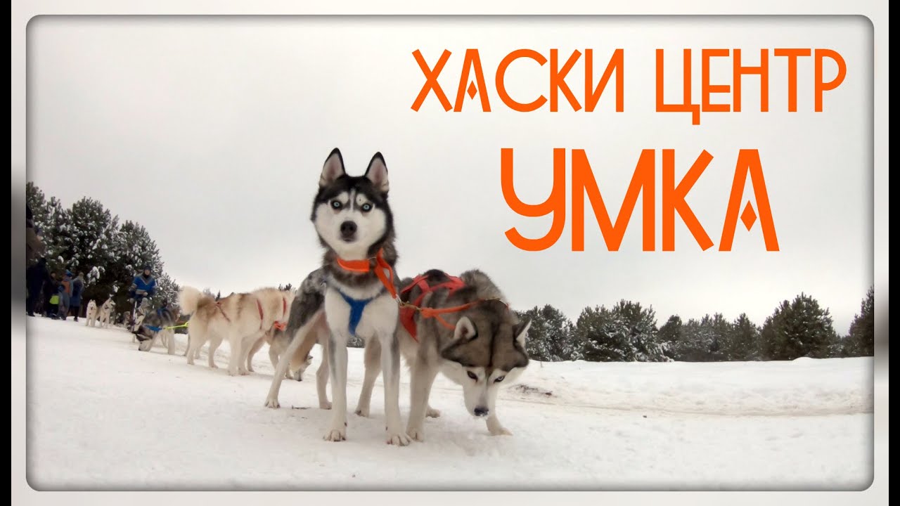 Хаски-центр "Умка". Кировская область смотреть онлайн