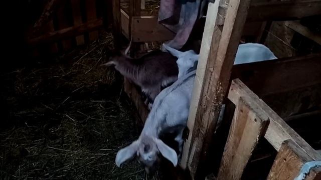 Козы грызут фелуцен а сарай то не резиновый смотреть онлайн