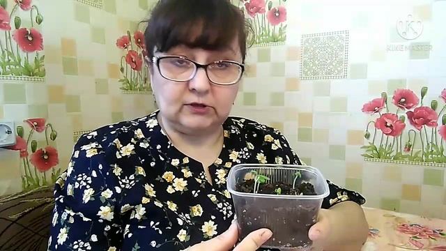15 февраля 2021 г.Всходы пеларгонии. смотреть онлайн