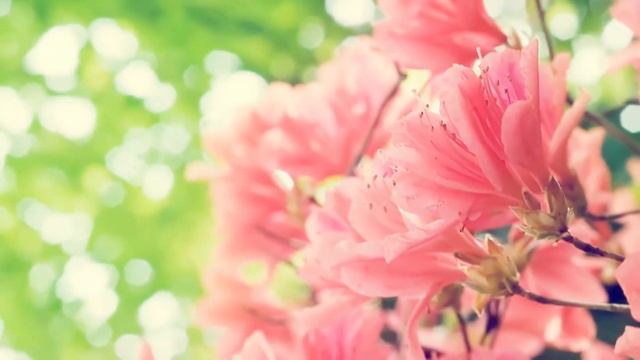 *Божественная красота цветов и музыки смотреть онлайн