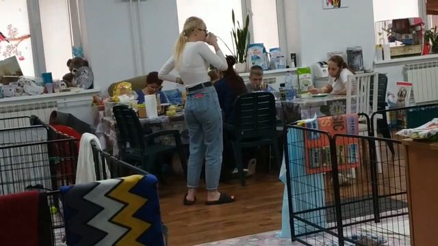 Маленькие Собачки Ждут Дом. Приют" ДОМИК МЕЛКАШЕЙ" смотреть онлайн