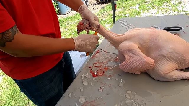 Butchering Turkeys For the First Time ||How to Process a Turkey & Supplies Needed|| смотреть онлайн