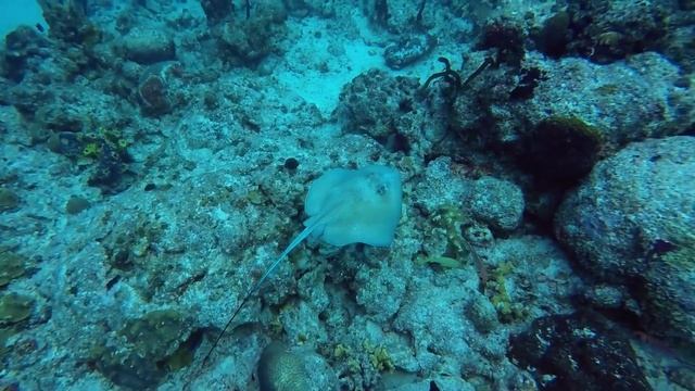 Bahamas 2017 Adventure | Bimini & Grand Bahama смотреть онлайн
