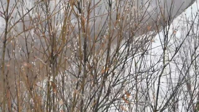Верба в декабре цветет смотреть онлайн