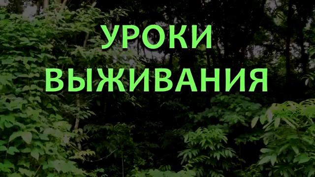 This is Хорошо - Гигантский водяной клоп 273 смотреть онлайн