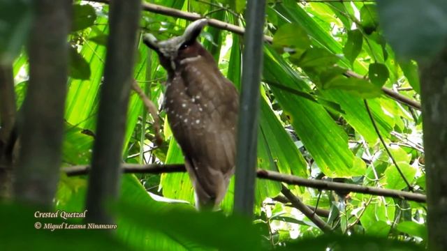 Crested Quetzal - Afluentes, Northern Peru смотреть онлайн