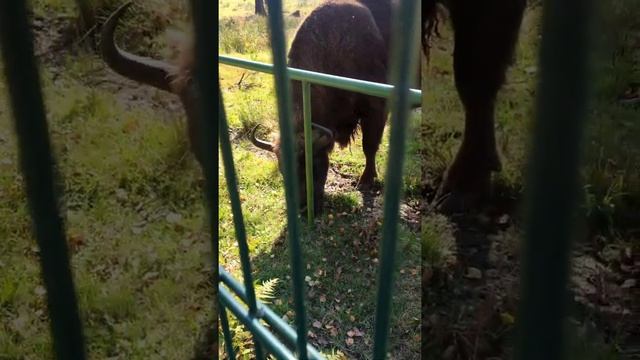 Беловежская пуща, заповедные места смотреть онлайн