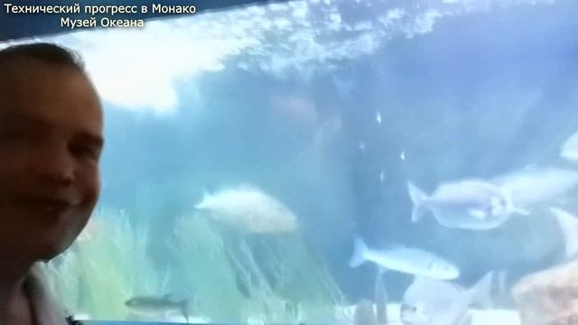 Монако Музей океана, живые экспонаты. смотреть онлайн