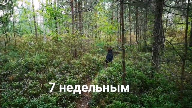 Эльза (щенок немецкой овчарки) не слушается, убежала смотреть онлайн