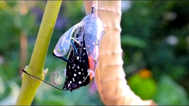 Чудесное превращение гусеницы в бабочку смотреть онлайн