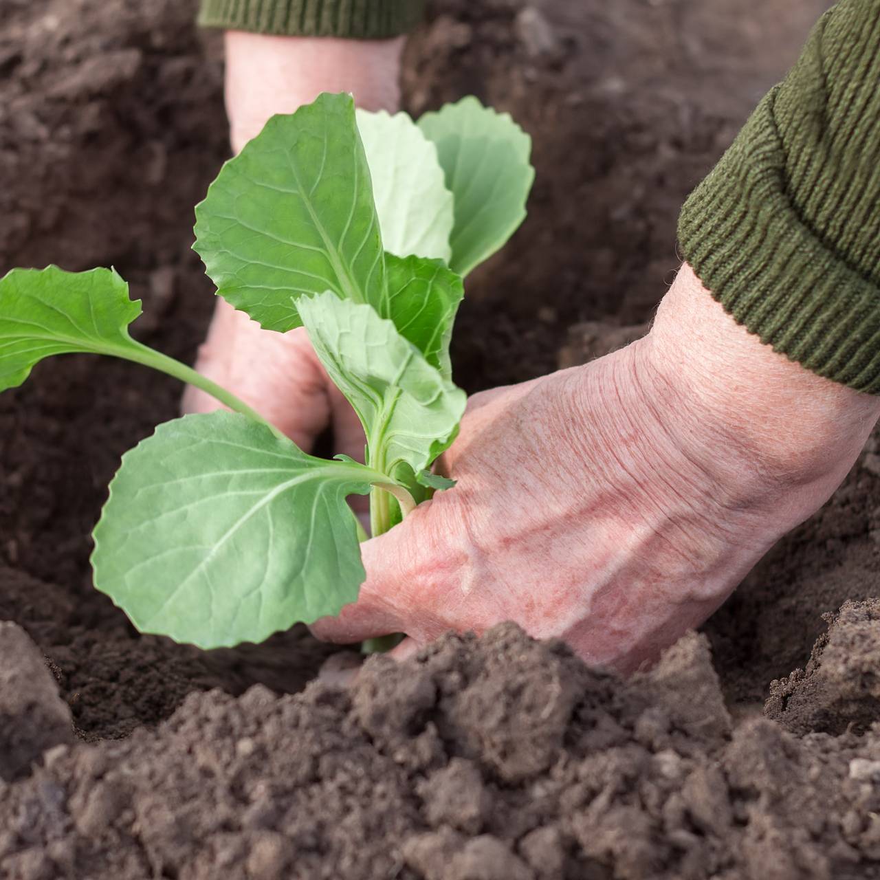 правильное выращивание и посадка капусты в открытом грунте смотреть онлайн