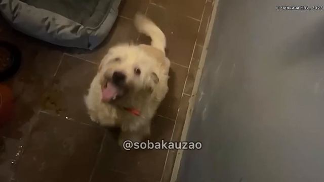 Маленькая Матильда 35 см. ростом ищет семью! Приют «Щербинка». Проект Собака Юзао смотреть онлайн