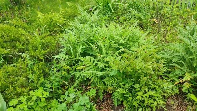 Ландшафный дизайн участка в котором есть пруд. Обзор сада и огорода. смотреть онлайн