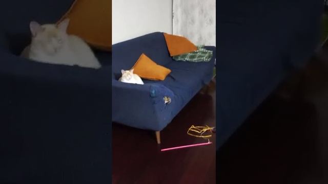 Видео,приколы,юмор,смех смотреть онлайн