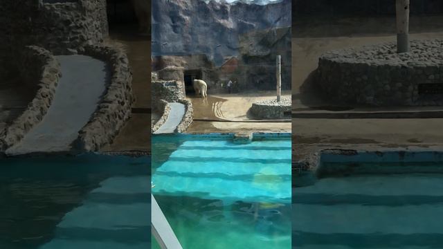 Ижевский зоопарк-Белый Медведь смотреть онлайн