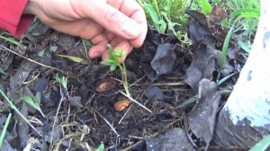 КАК вырастить ПЕРСИК из косточки ПЕРСИК из КОСТОЧКИ