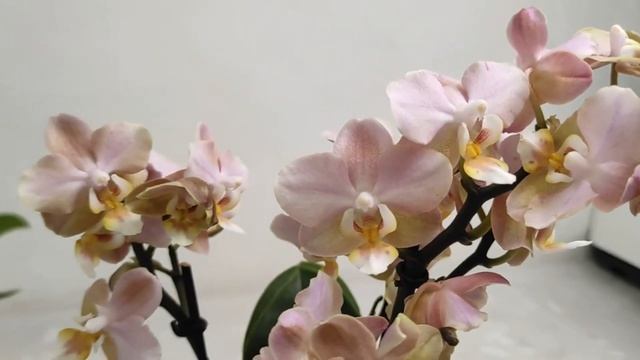 №370/ Орхидеи ПАРФЮМЕРНАЯ ФАБРИКА в моей КОЛЛЕКЦИИ смотреть онлайн