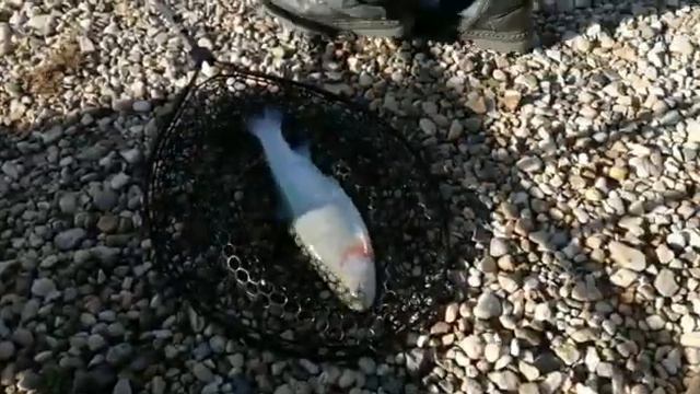 Ловля форели на безлимите. смотреть онлайн